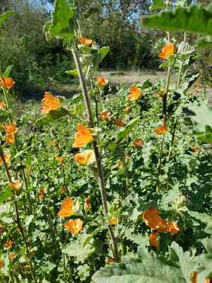 Coulter's globemallow(Sphaeralcea coulteri)