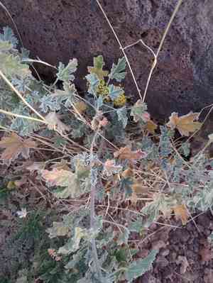 Gooseberryleaf globemallow(Sphaeralcea grossulariifolia)