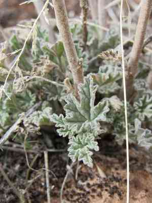 Gooseberryleaf globemallow(Sphaeralcea grossulariifolia)