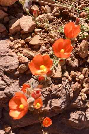 Gooseberryleaf globemallow(Sphaeralcea grossulariifolia)