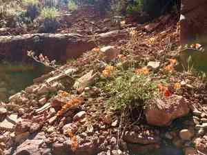 Gooseberryleaf globemallow(Sphaeralcea grossulariifolia)