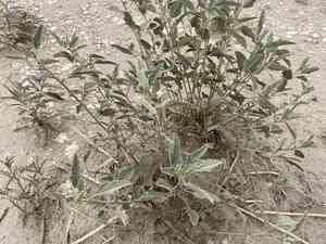 Gray globemallow(Sphaeralcea incana)