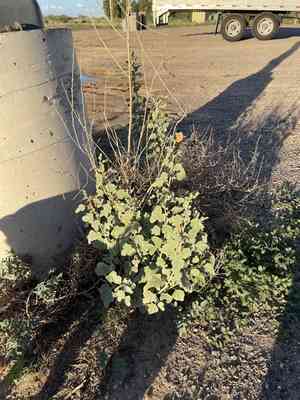 Gray globemallow(Sphaeralcea incana)