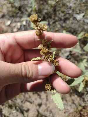 Gray globemallow(Sphaeralcea incana)