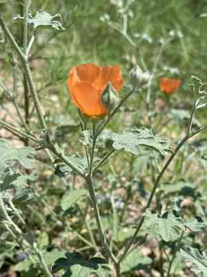 Caliche globemallow(Sphaeralcea laxa)
