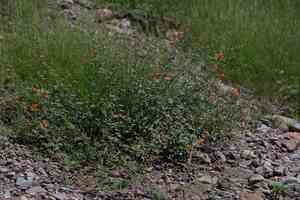 Caliche globemallow(Sphaeralcea laxa)