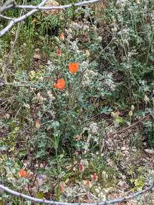 Caliche globemallow(Sphaeralcea laxa)