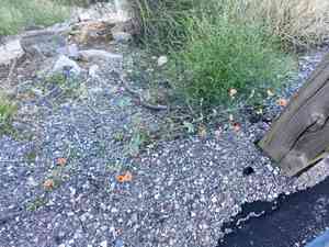 Caliche globemallow(Sphaeralcea laxa)