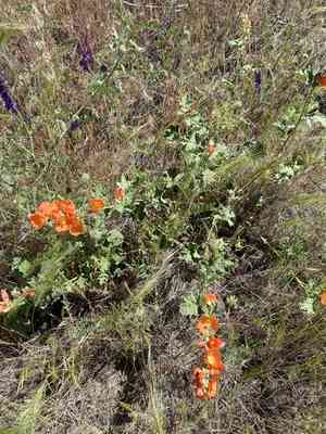 White-stem globemallow(Sphaeralcea munroana)