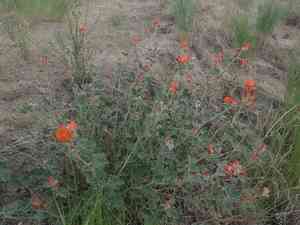 White-stem globemallow(Sphaeralcea munroana)