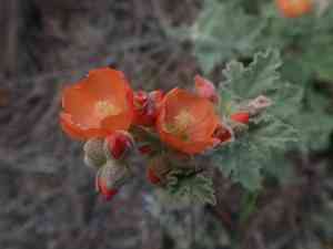 White-stem globemallow(Sphaeralcea munroana)