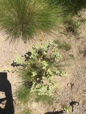 White-stem globemallow(Sphaeralcea munroana)