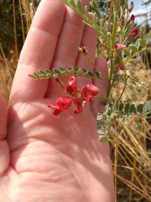 Alkali swainsonpea(Sphaerophysa salsula)