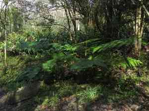 Australian tree fern(Sphaeropteris cooperi)