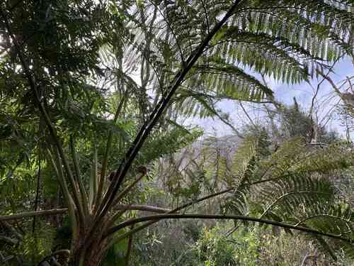 Australian tree fern(Sphaeropteris cooperi)