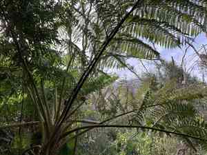Australian tree fern(Sphaeropteris cooperi)