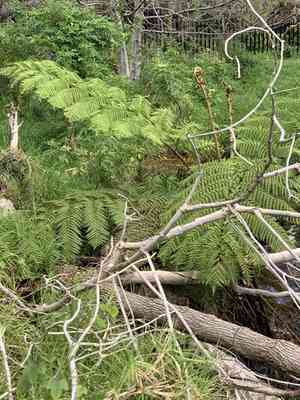 Australian tree fern(Sphaeropteris cooperi)