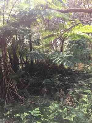 Australian tree fern(Sphaeropteris cooperi)