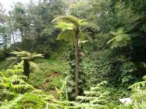 Australian tree fern(Sphaeropteris cooperi)