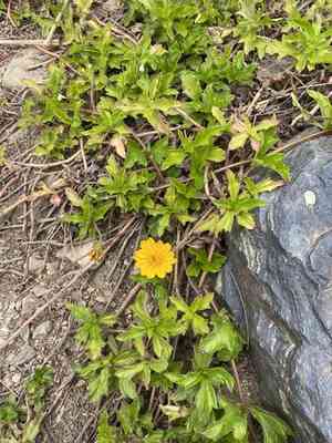 Bay biscayne creeping oxeye(Sphagneticola trilobata)