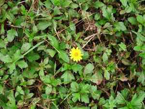 Bay biscayne creeping oxeye(Sphagneticola trilobata)