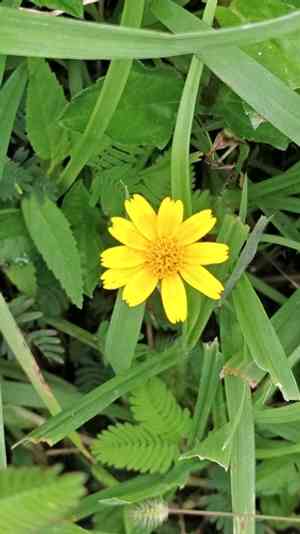 Bay biscayne creeping oxeye(Sphagneticola trilobata)