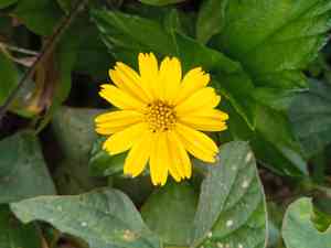 Bay biscayne creeping oxeye(Sphagneticola trilobata)