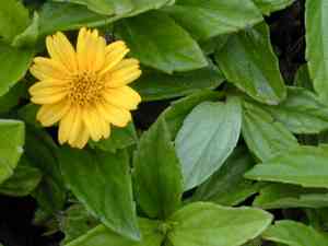 Creeping-oxeyes (Sphagneticola)(Sphagneticola)