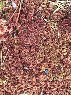 Sphagnum(Sphagnum capillifolium)