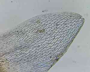 Sphagnum(Sphagnum capillifolium)