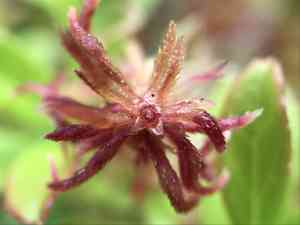 Sphagnum(Sphagnum capillifolium)