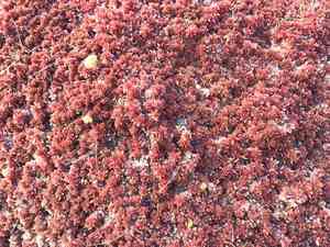 Sphagnum(Sphagnum capillifolium)