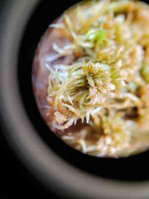 Sphagnum(Sphagnum fuscum)