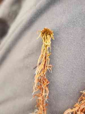 Sphagnum(Sphagnum fuscum)