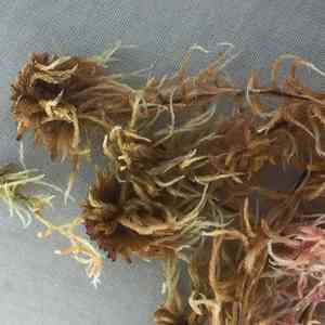 Sphagnum(Sphagnum fuscum)