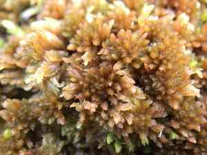 Sphagnum(Sphagnum fuscum)
