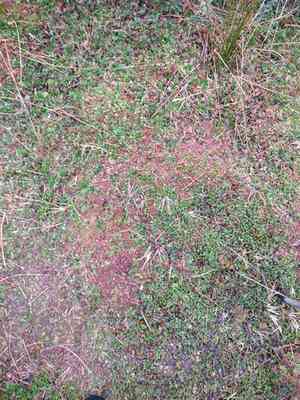 Magellan's sphagnum(Sphagnum magellanicum)