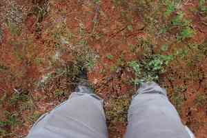Magellan's sphagnum(Sphagnum magellanicum)
