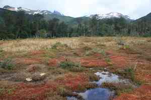 Magellan's sphagnum(Sphagnum magellanicum)