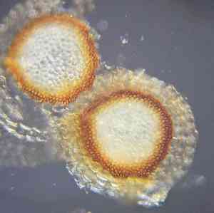 Prairie sphagnum(Sphagnum palustre)