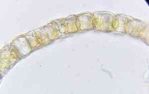 Prairie sphagnum(Sphagnum palustre)