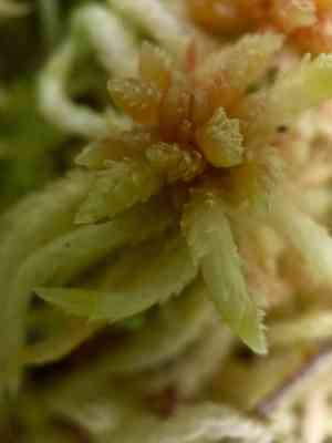 Prairie sphagnum(Sphagnum palustre)