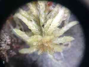Prairie sphagnum(Sphagnum palustre)
