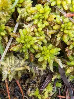Papillose sphagnum(Sphagnum papillosum)