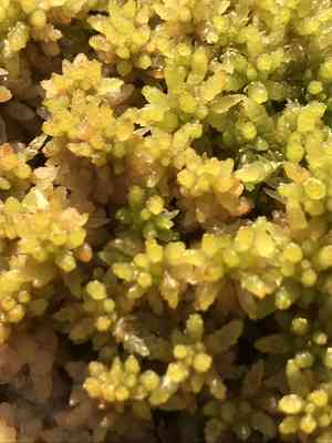 Papillose sphagnum(Sphagnum papillosum)