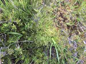 Papillose sphagnum(Sphagnum papillosum)
