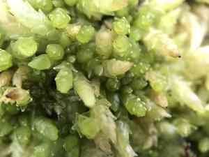 Papillose sphagnum(Sphagnum papillosum)