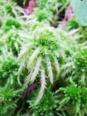 Sphagnum(Sphagnum squarrosum)