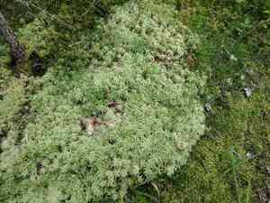 Sphagnum(Sphagnum squarrosum)