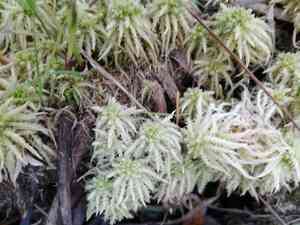 Sphagnum(Sphagnum squarrosum)